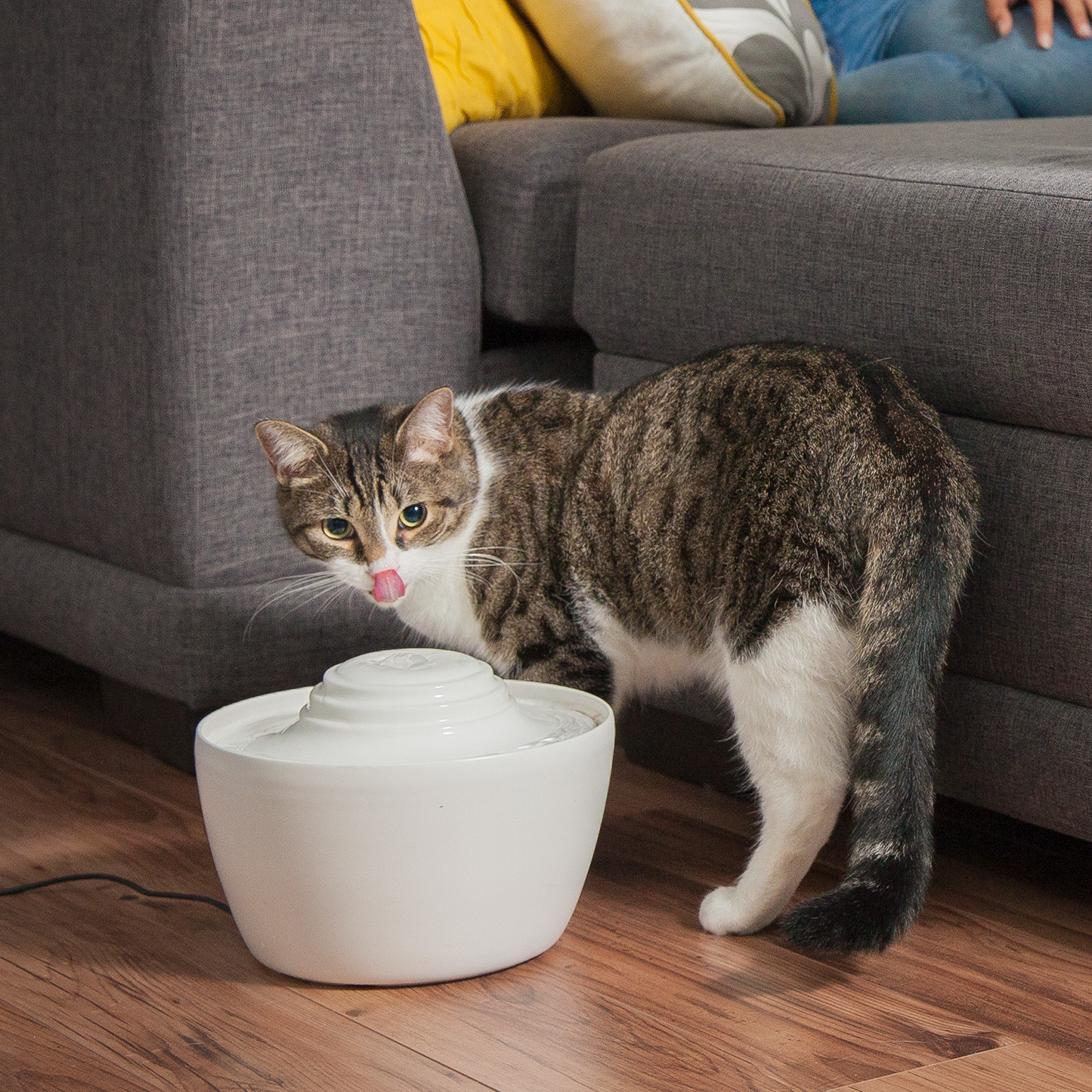 Cat drinking fountain shop filters