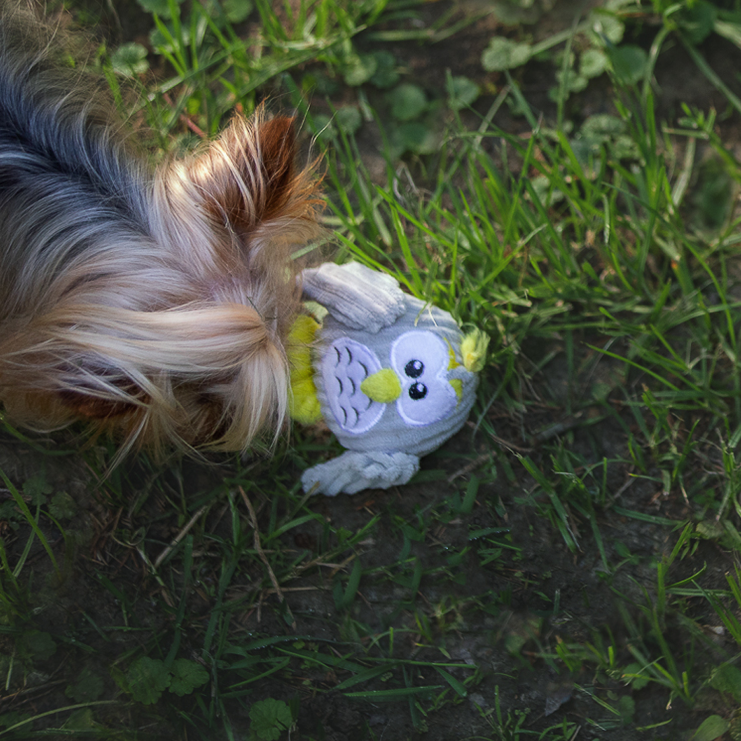 Plush toy for puppy dog, owl style