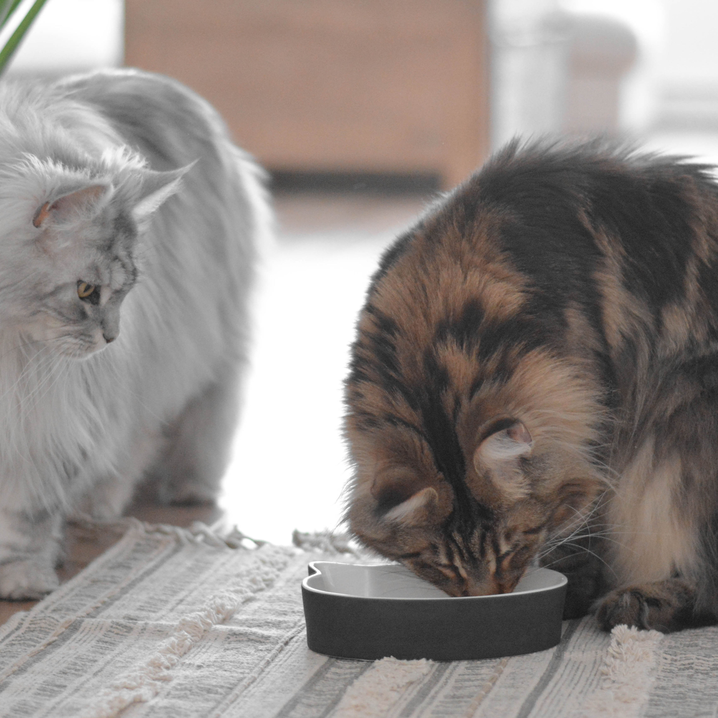 Broth clearance bowls cat