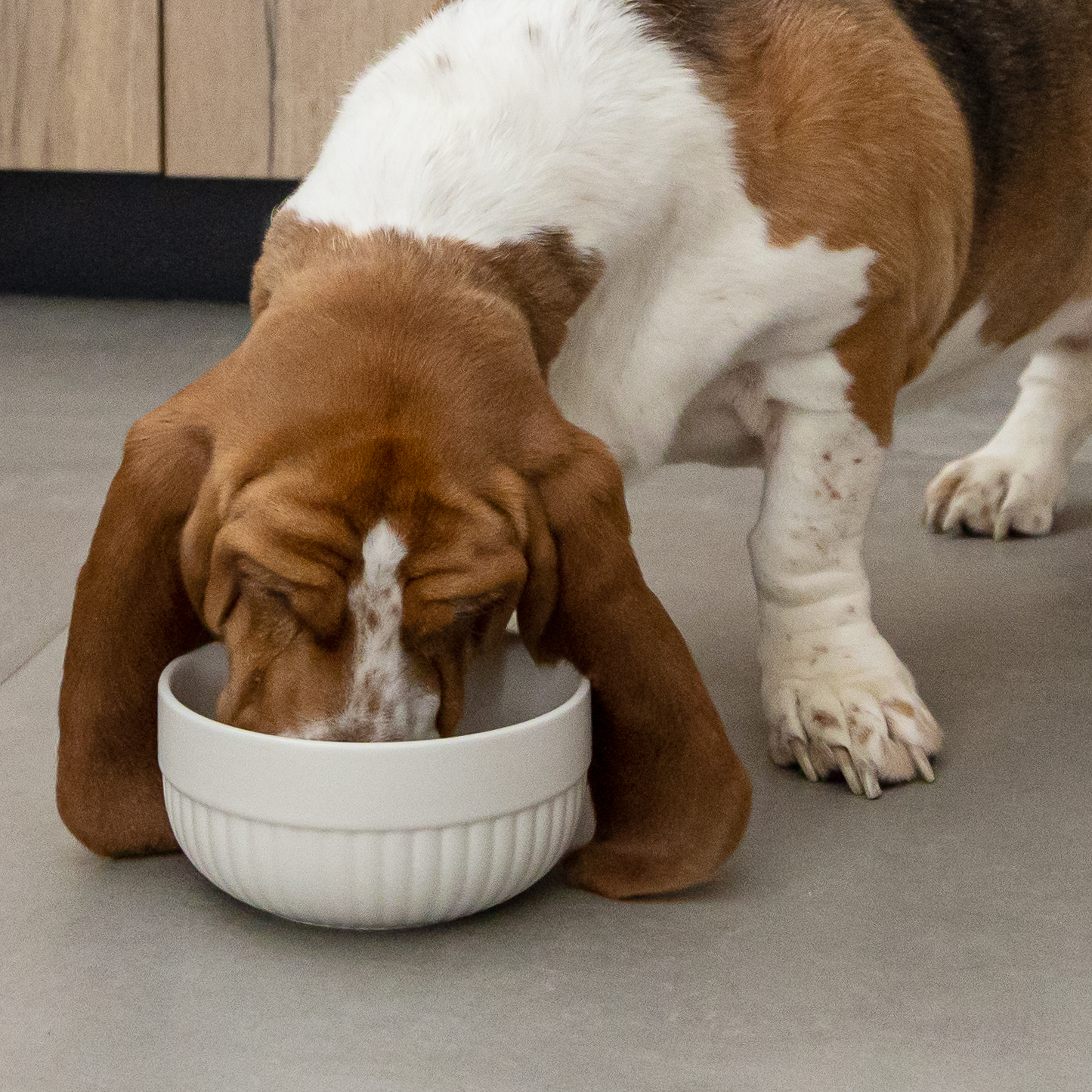 Decorative ceramic bowl for pet, white