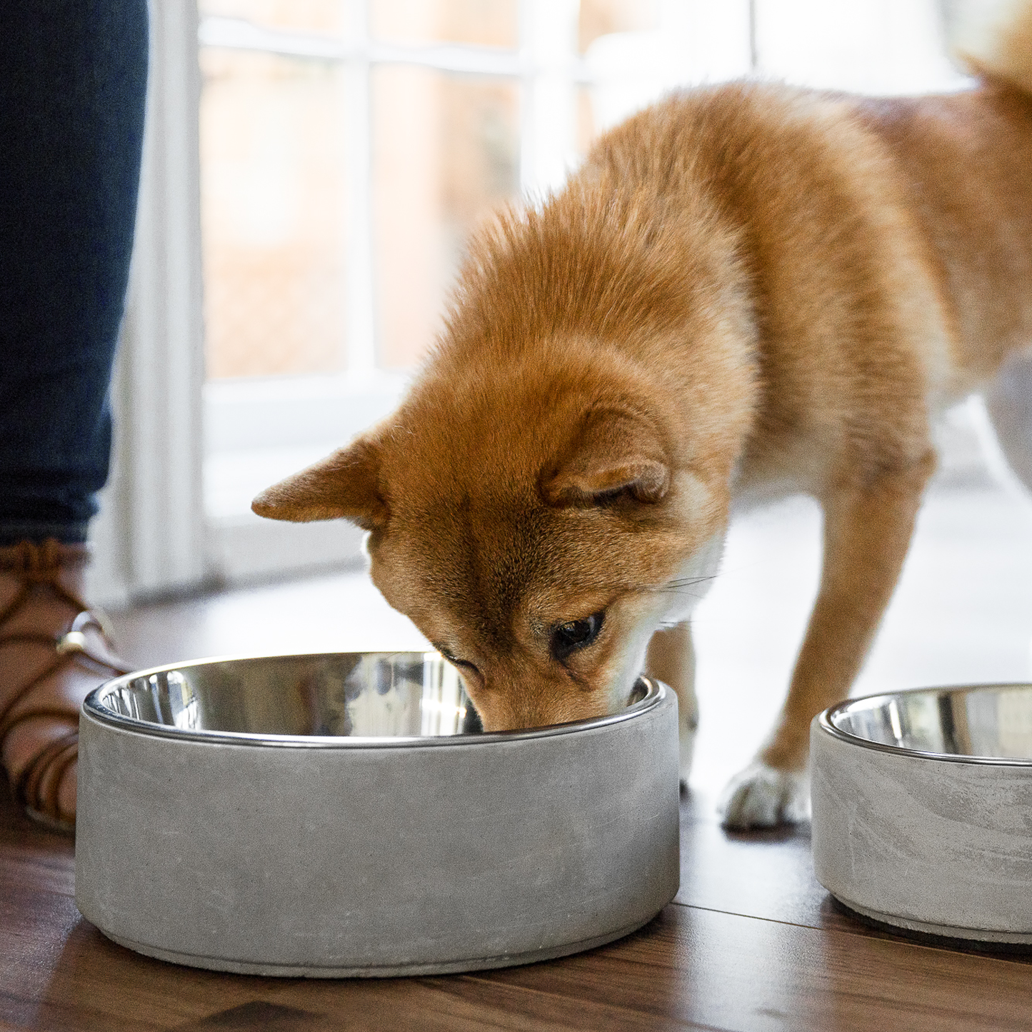 Anti-choke Dog Bowl – Petsbase-Store