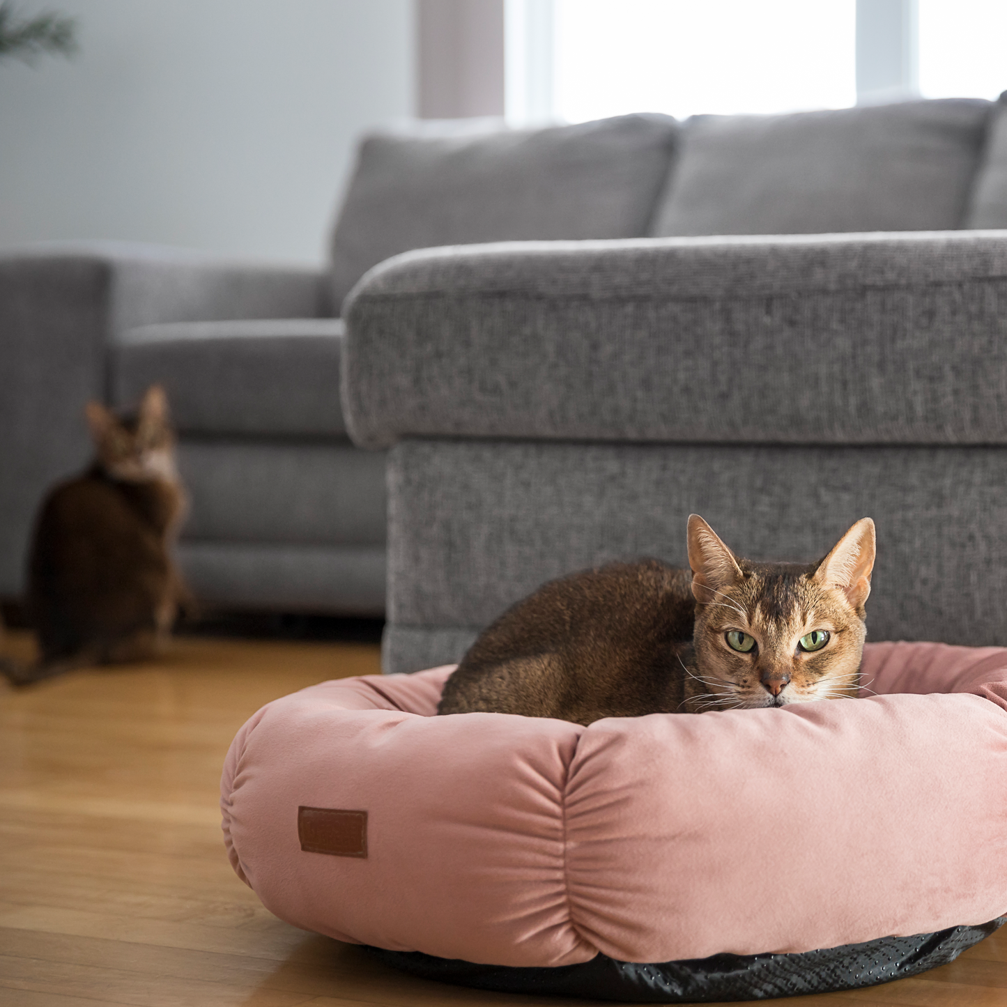 Cat bean bag sales bed