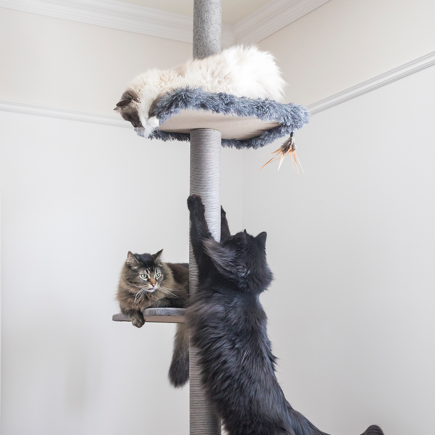 Cat sales tree pole