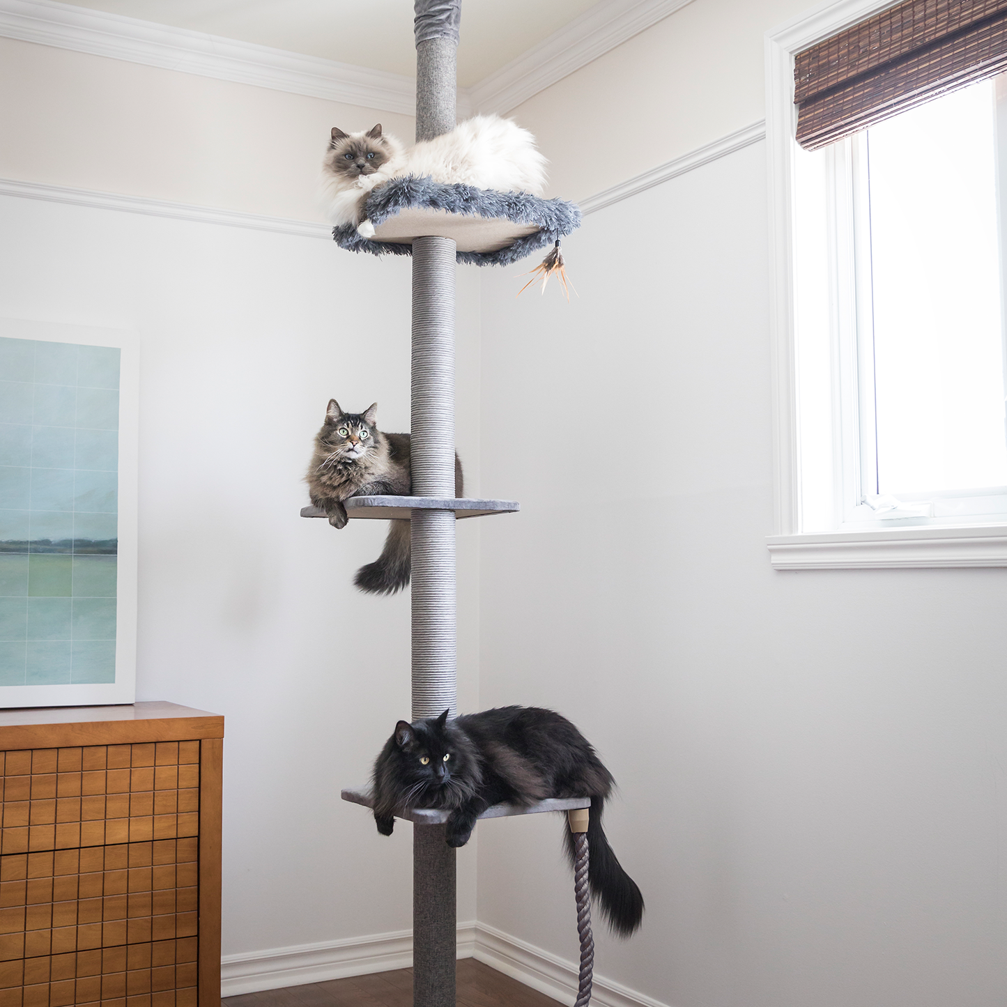 Cat top tree pole