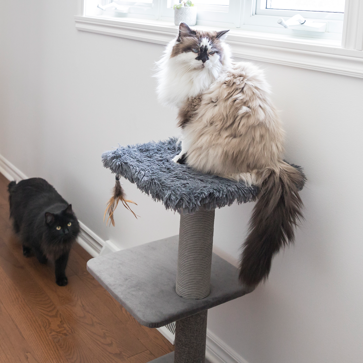 Best cat online tree for ragdolls