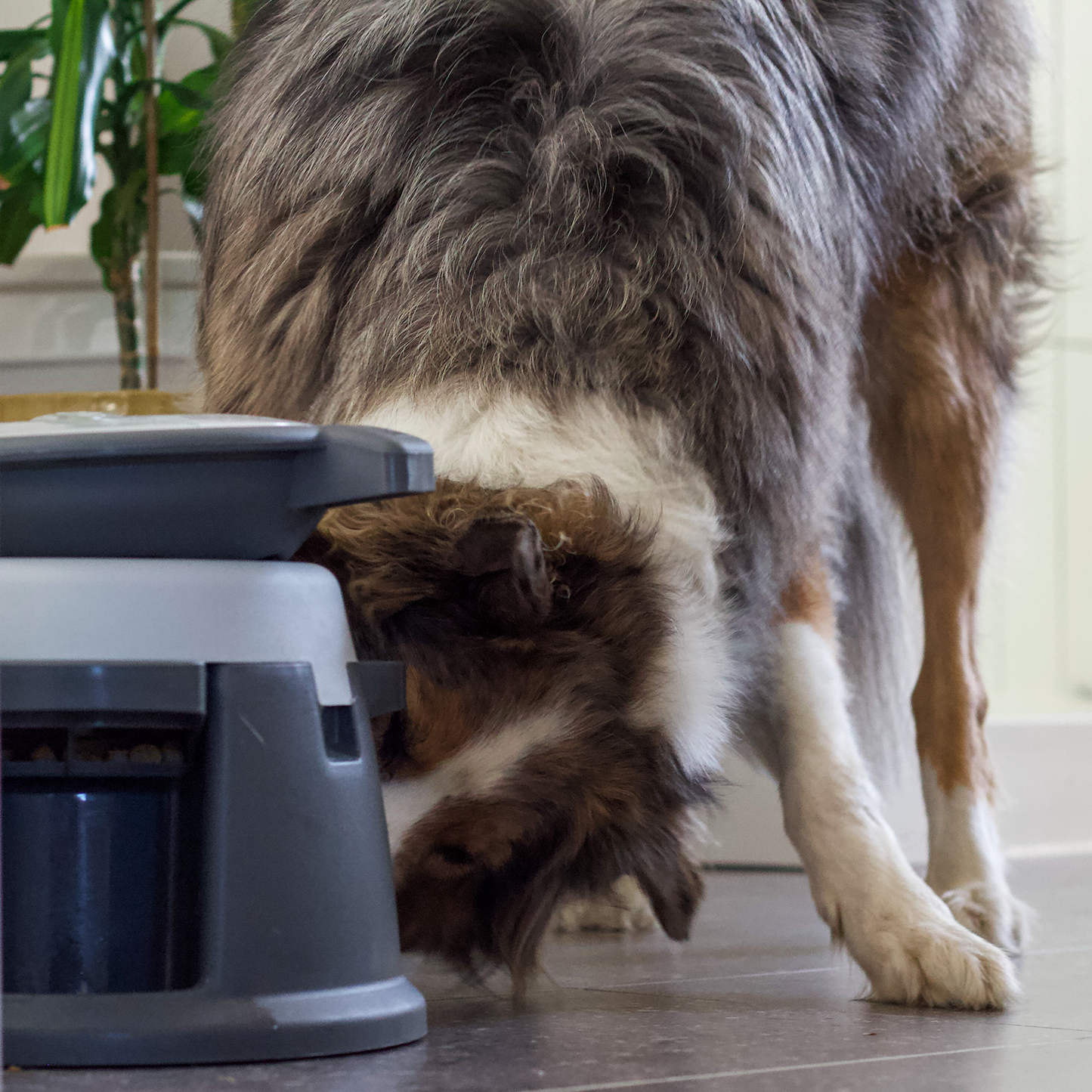 Interactive puzzle feeder bowl for dog, multi-levels