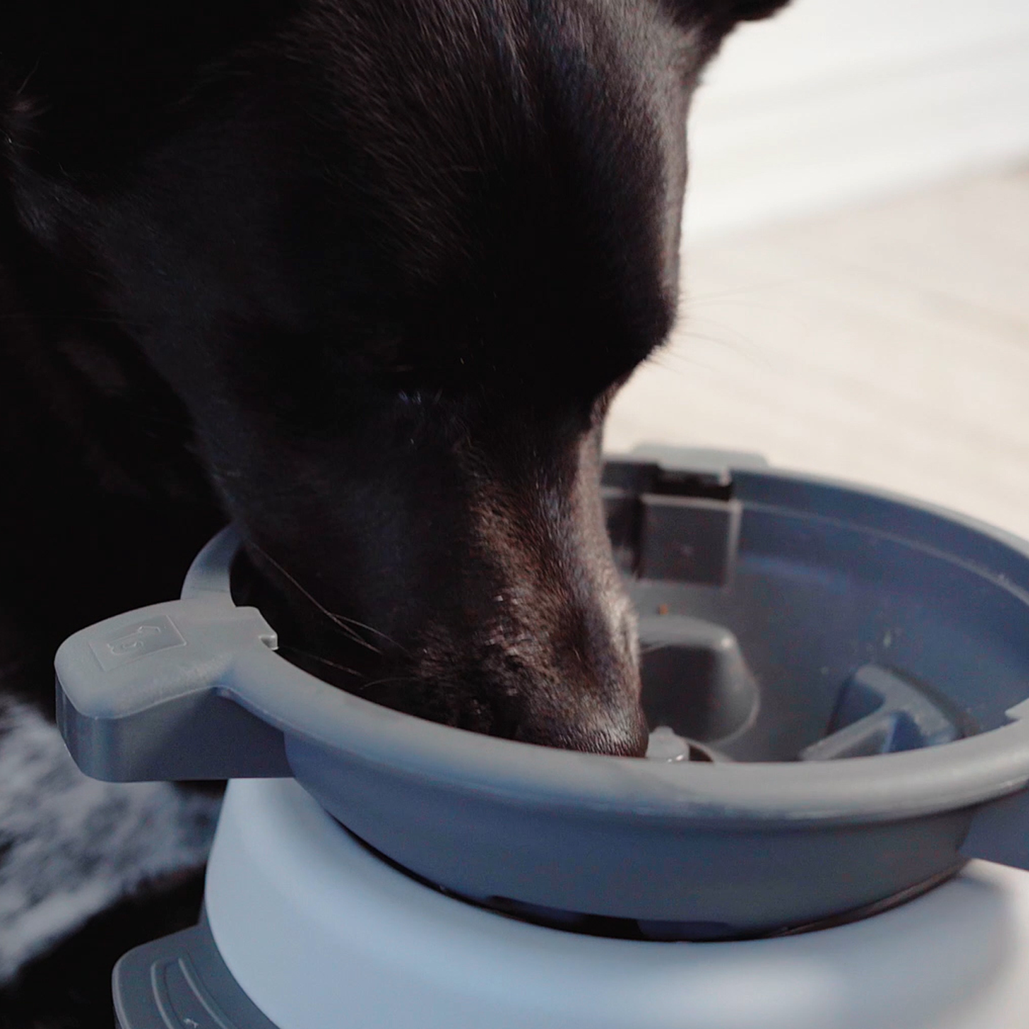 BeOneBreed Intellidog Dog Bowl