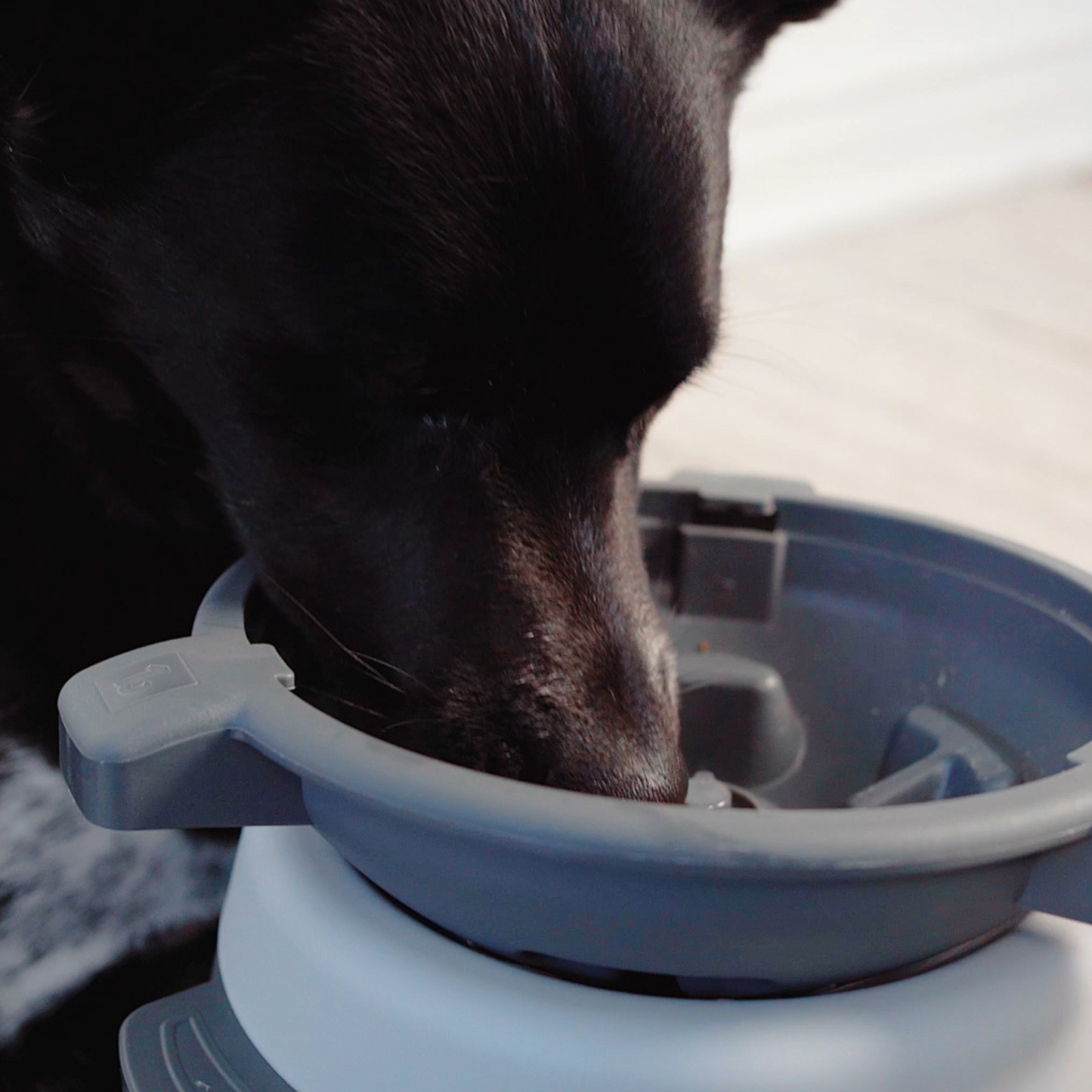 Interactive puzzle feeder bowl for dog, multi-levels