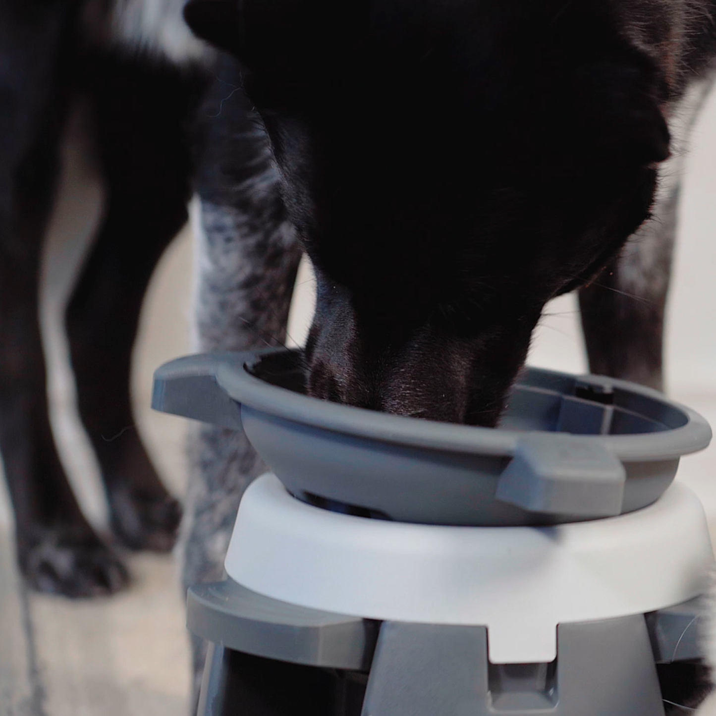 Interactive puzzle feeder bowl for dog, multi-levels