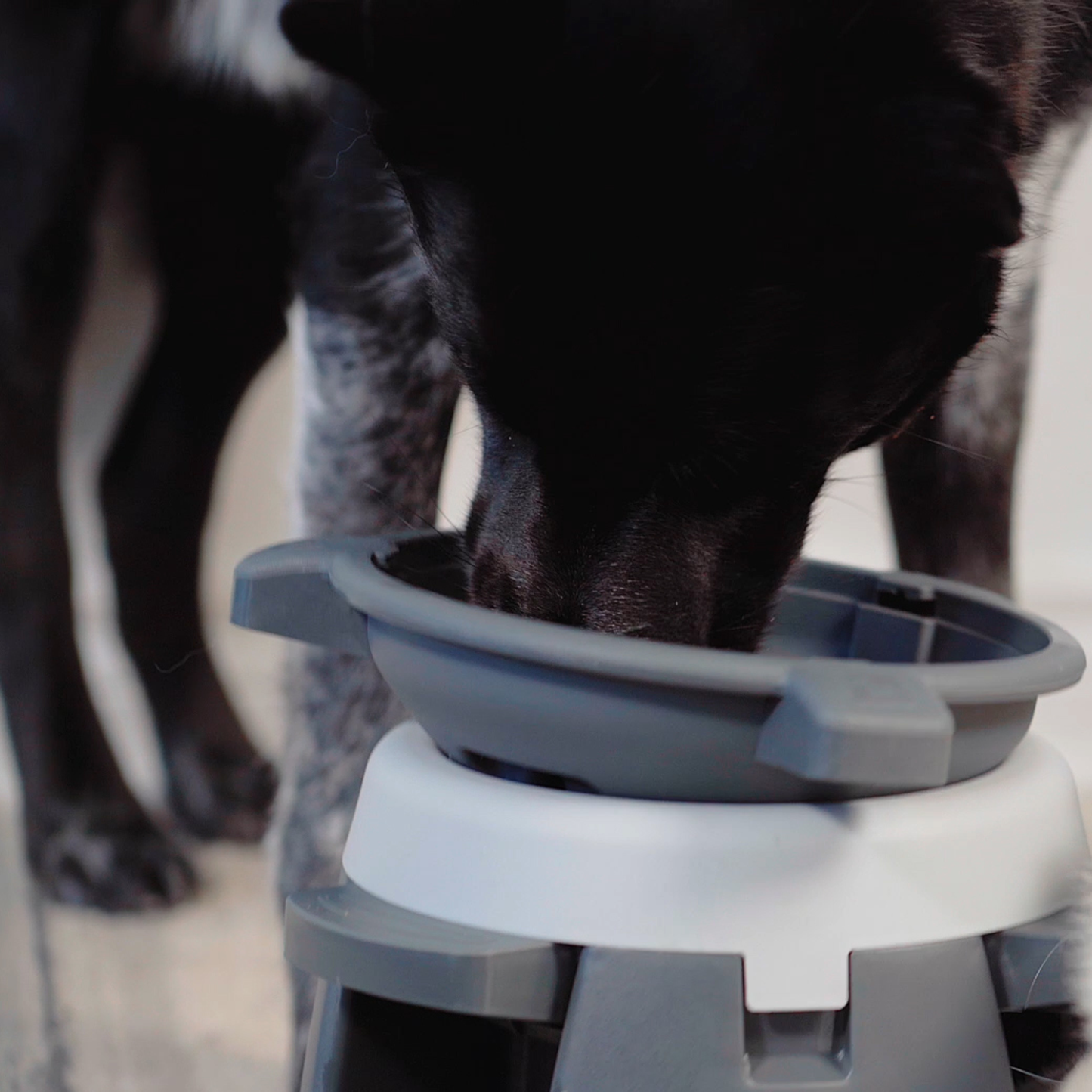 Dog bowl that top opens with collar