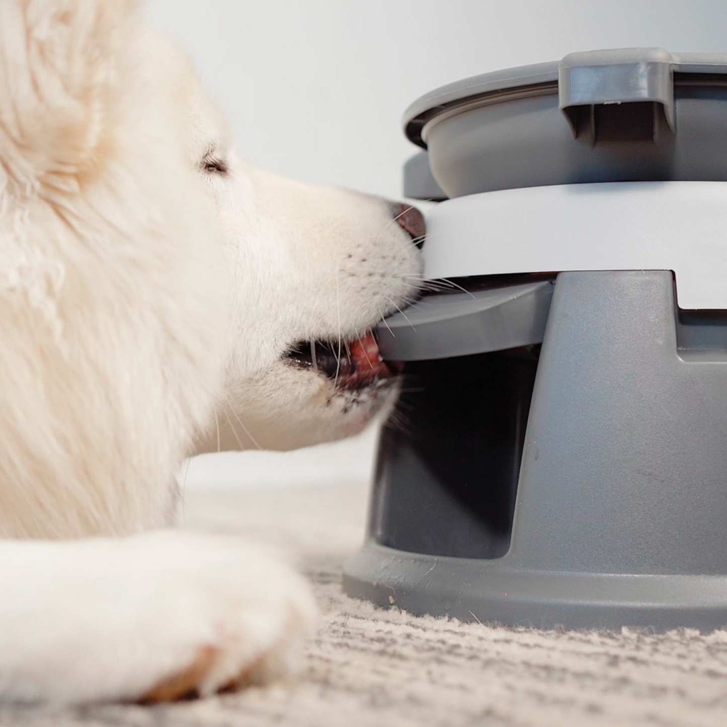 BeOneBreed Intellidog Dog Bowl