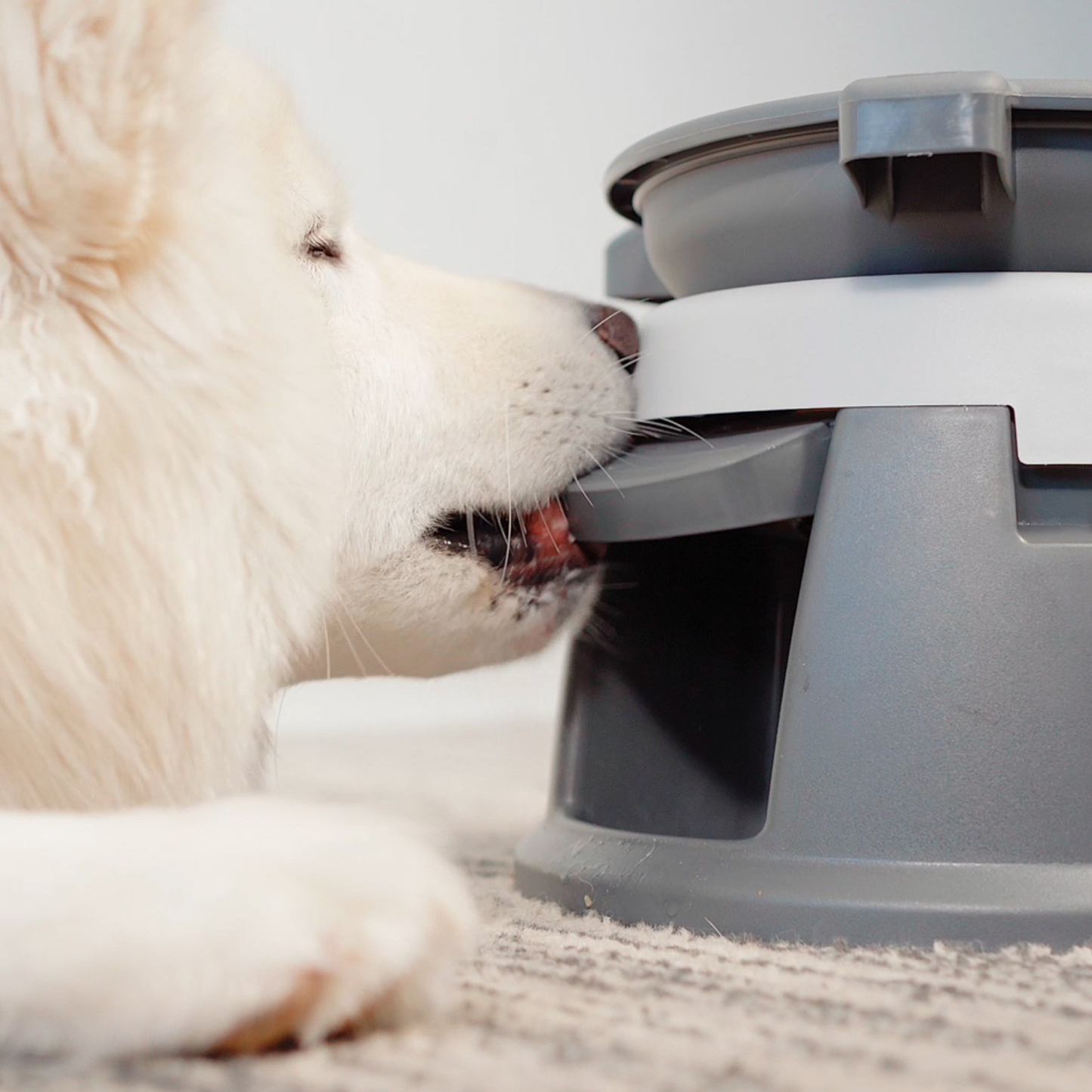 Interactive puzzle feeder bowl for dog, multi-levels