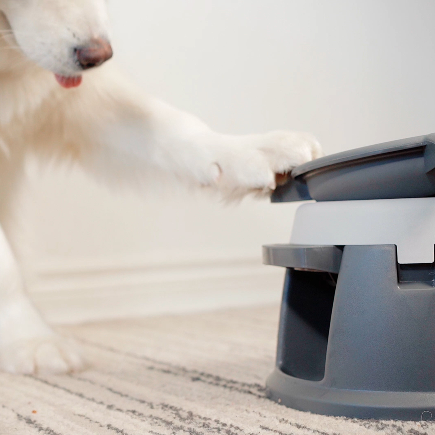 Interactive puzzle feeder bowl for dog, multi-levels