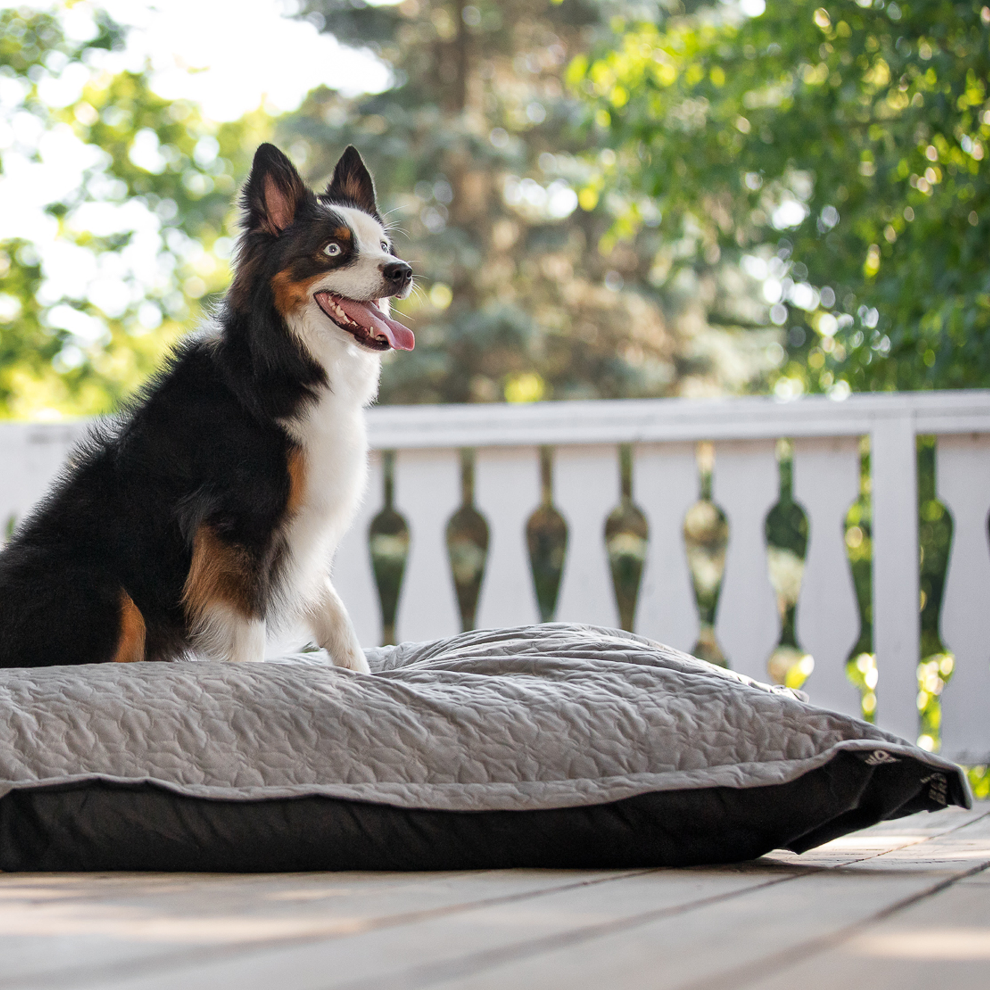 Memory foam dog bed, classic dogs style