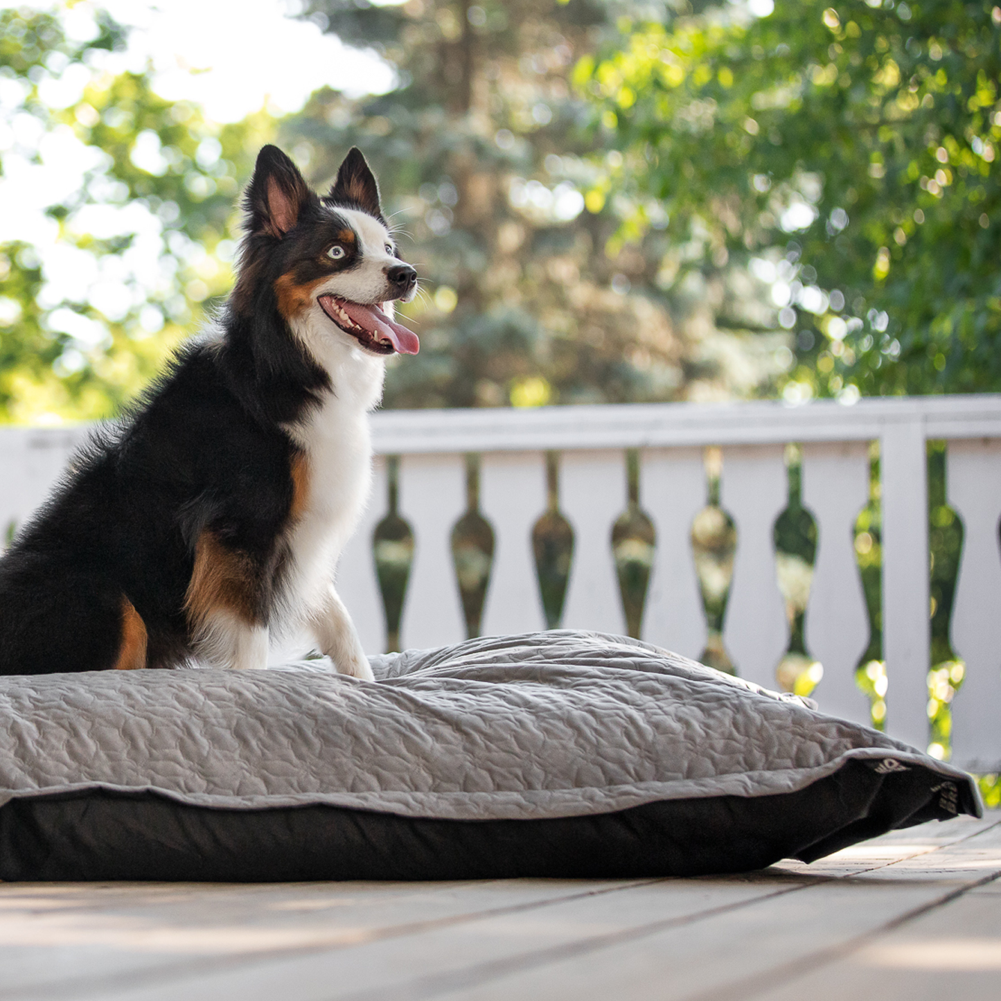 Extra large sales dog bed canada