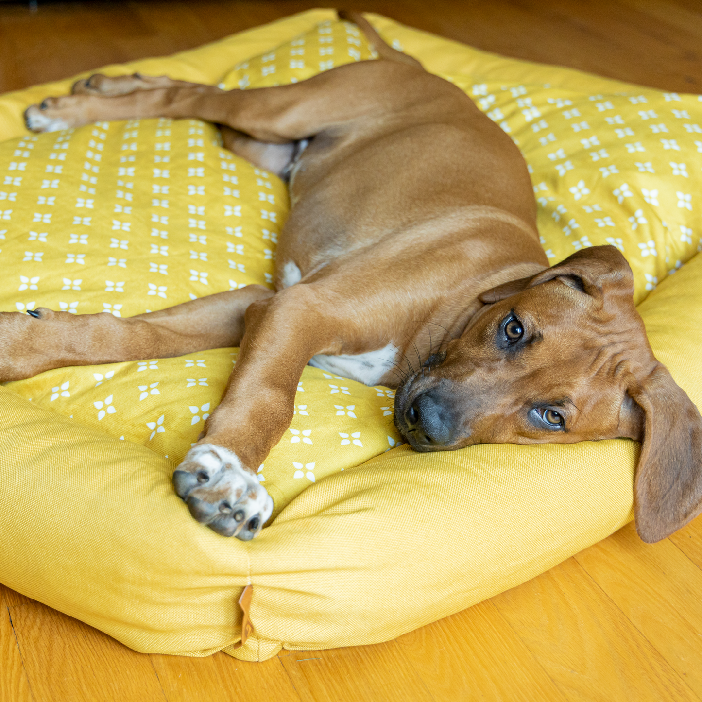 Dog bed hot sale with bolster sides