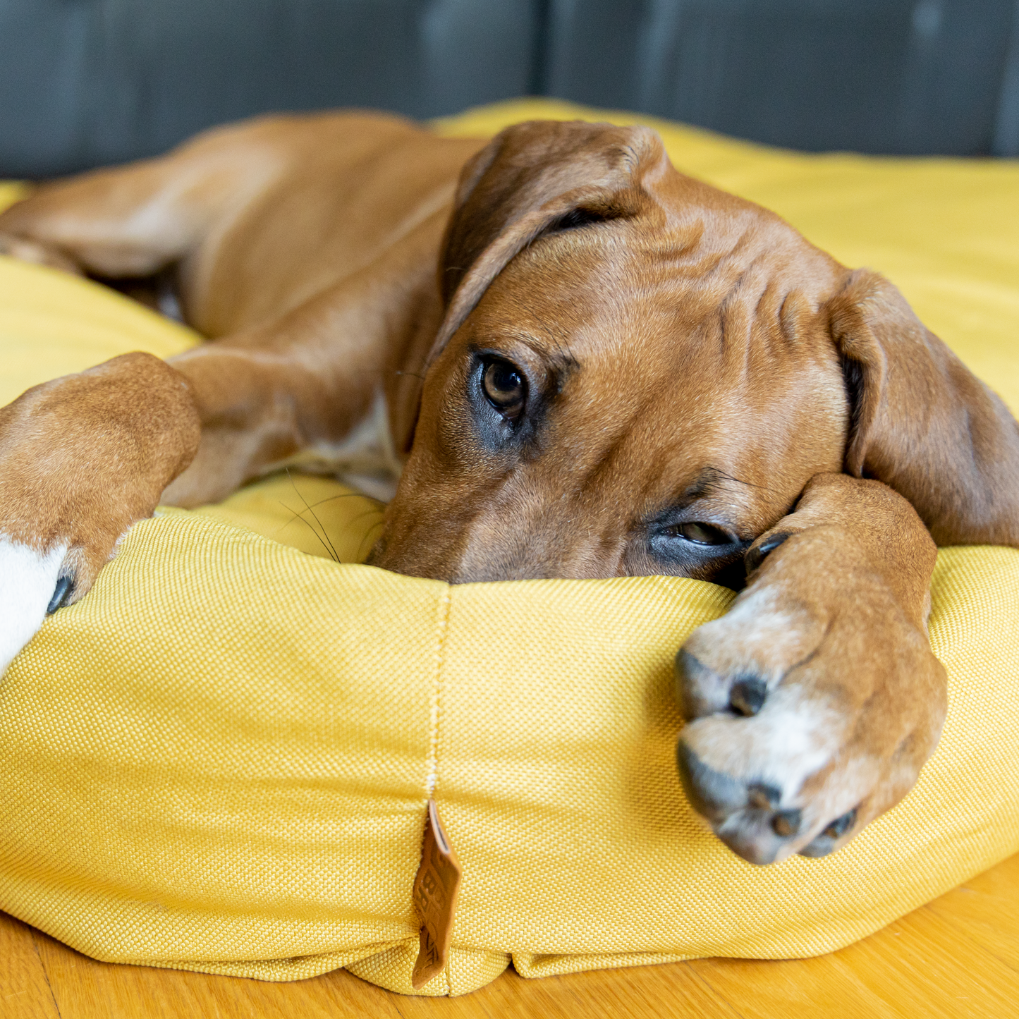 40 round dog hot sale bed
