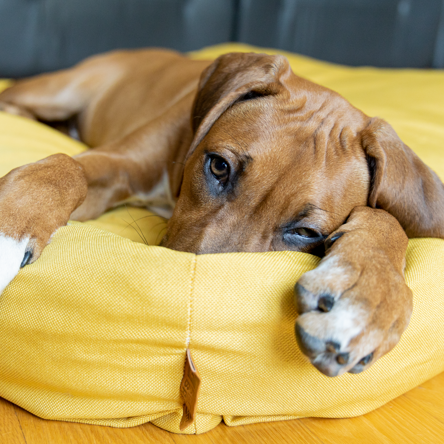 Memory foam pet bed with padded sides, geometric ocher