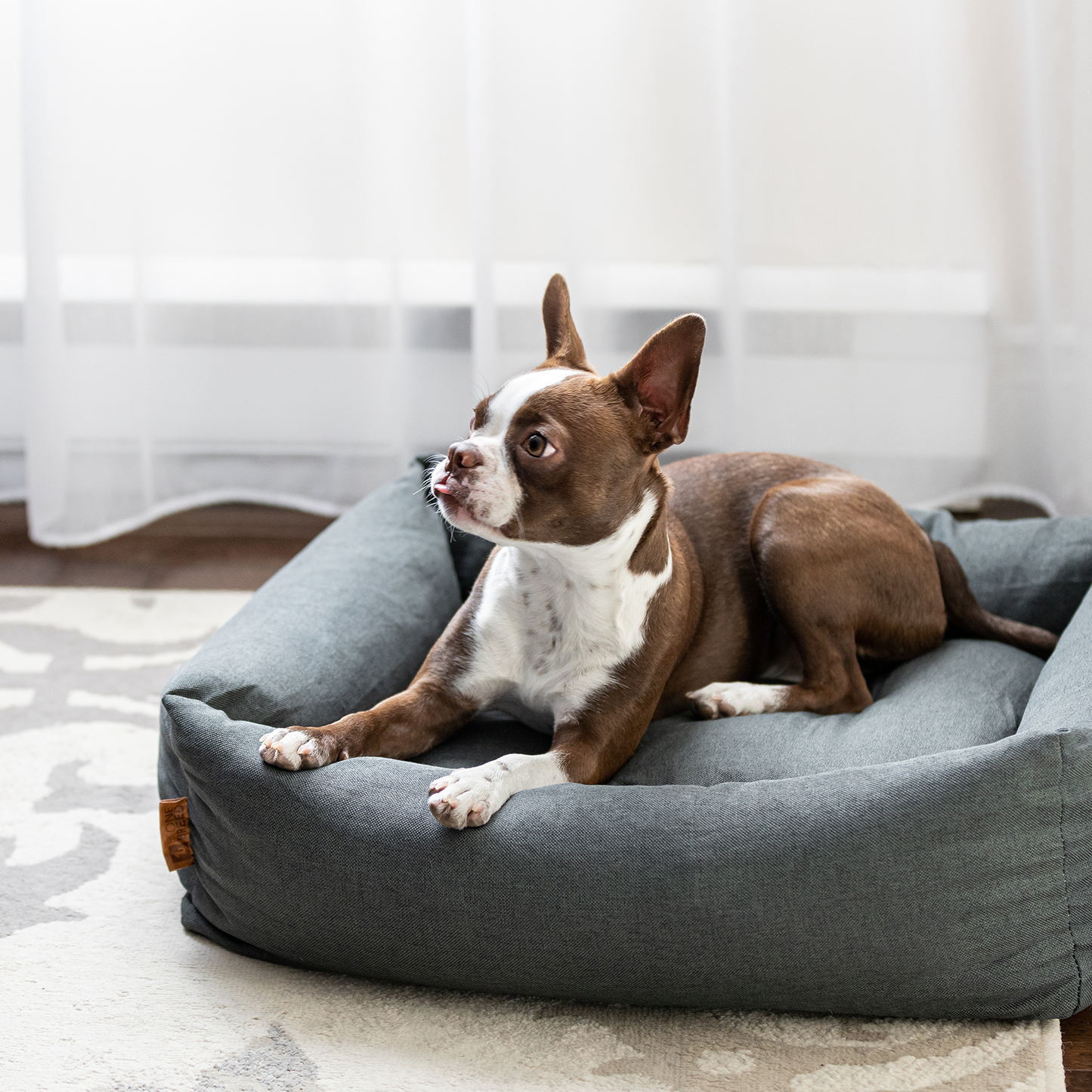 Boston top terrier bed