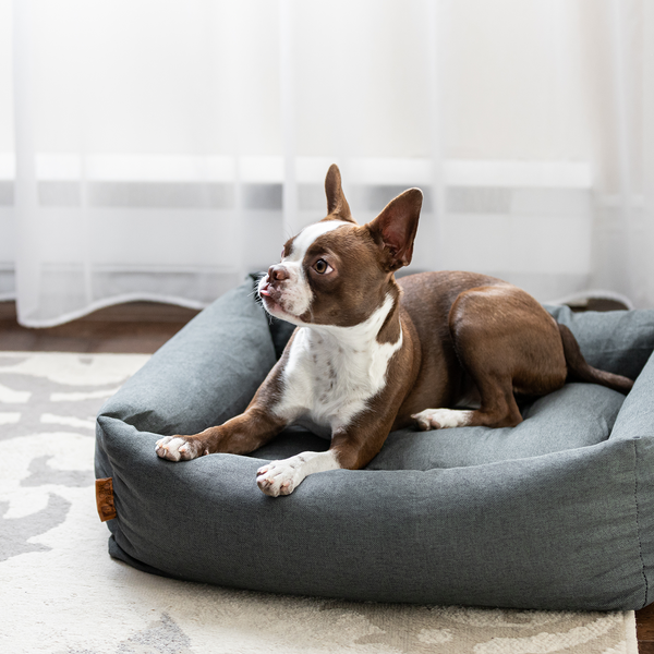 Halo bolster hotsell dog bed