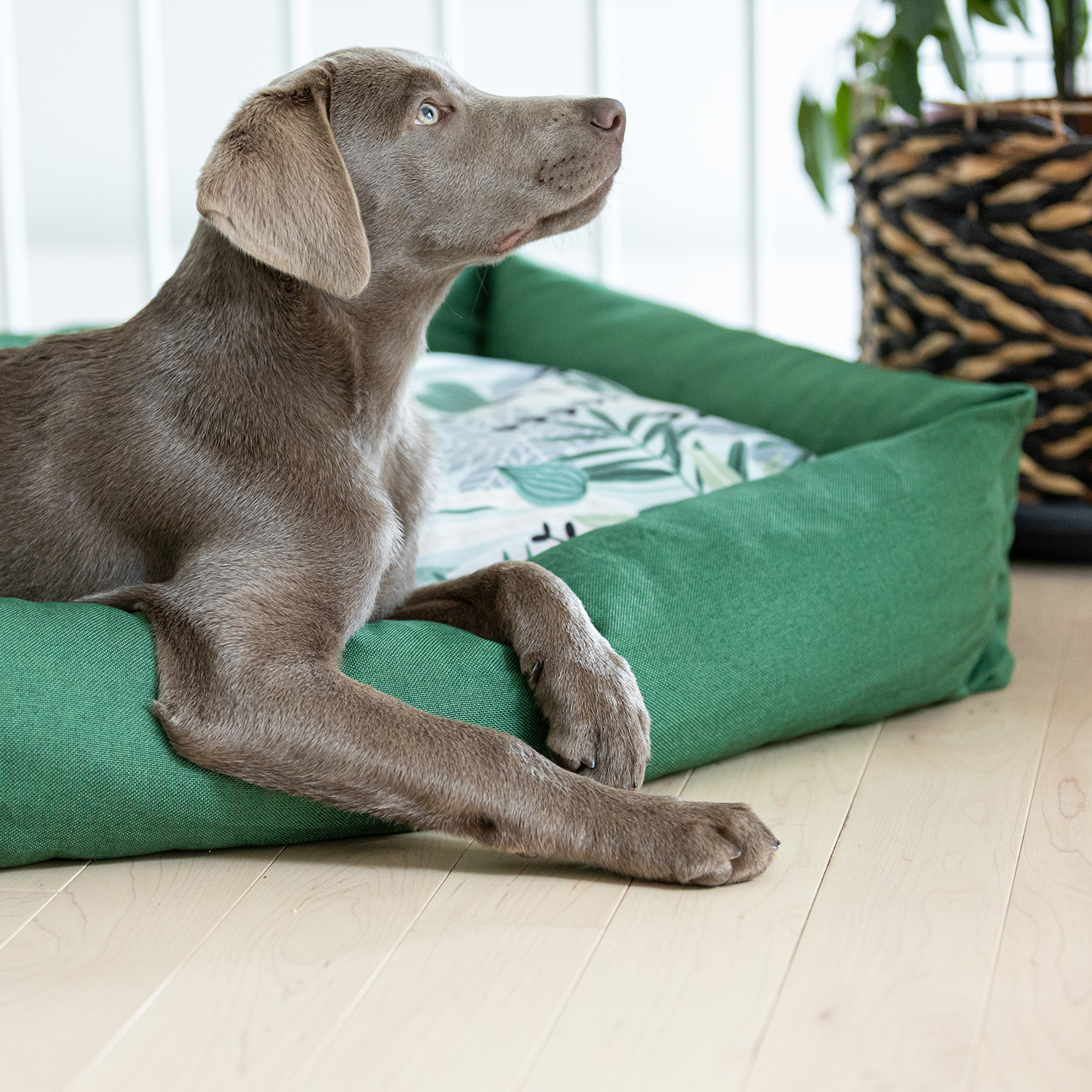 Dog bolster top