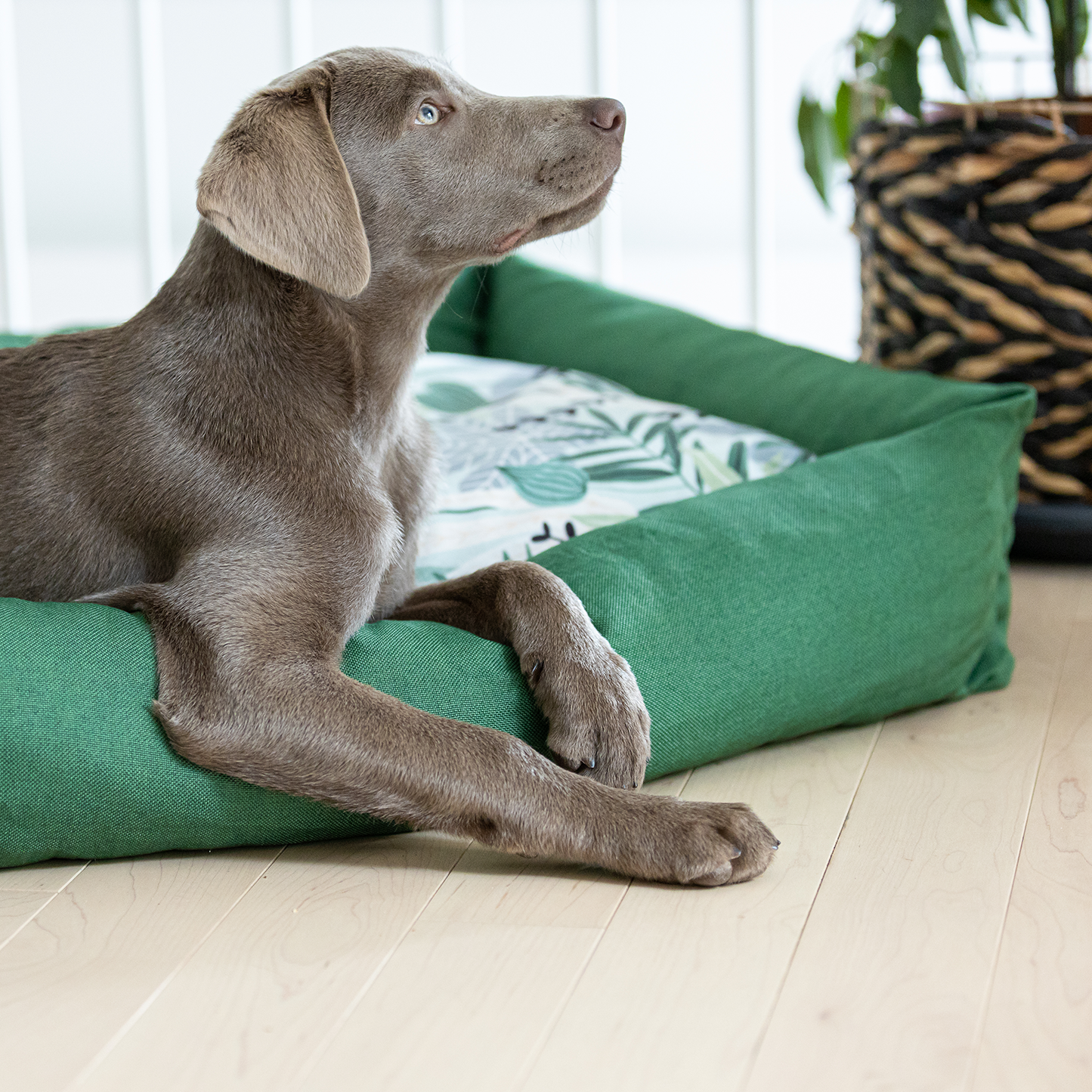 Memory foam pet bed with padded sides, tropical green