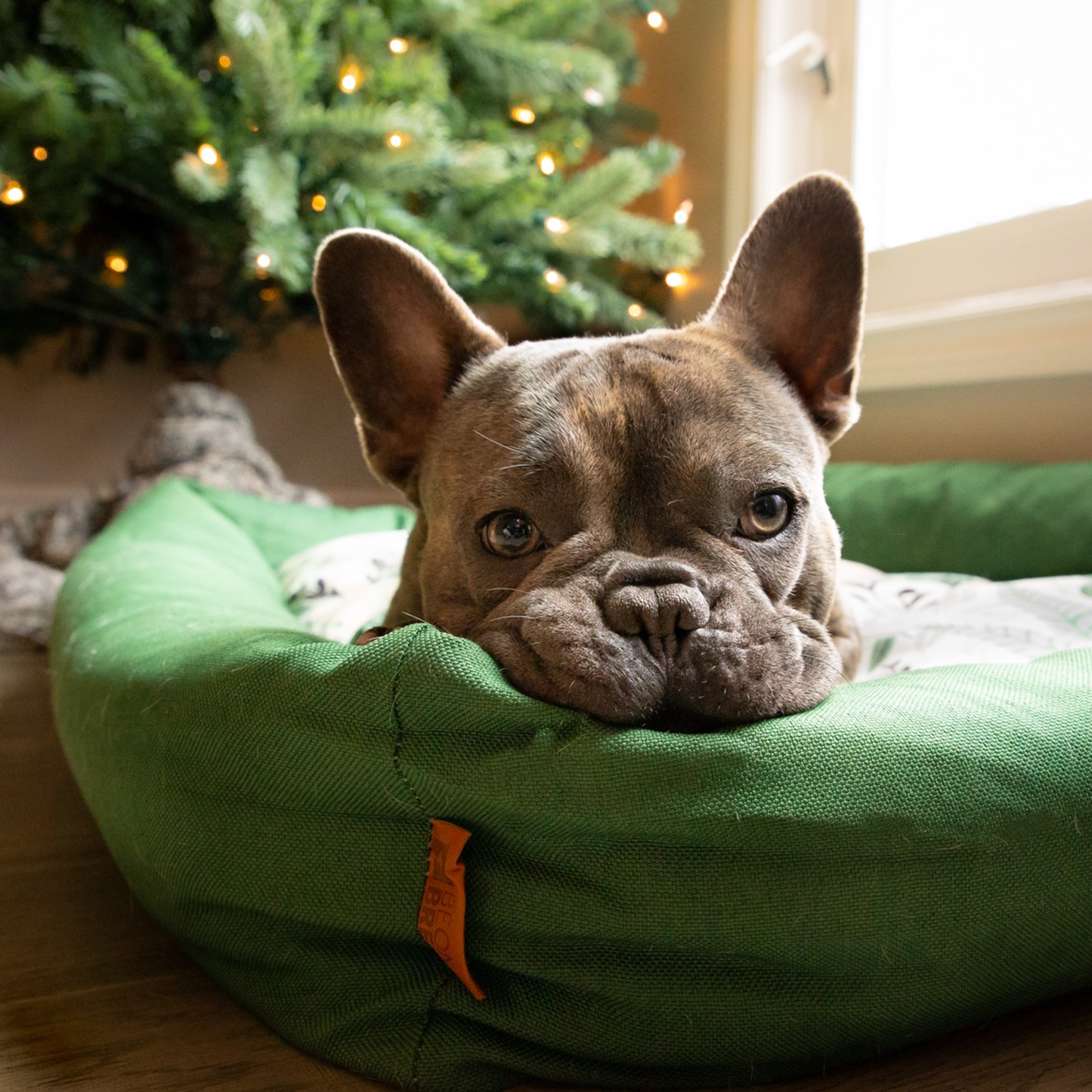 Memory foam pet bed with padded sides, tropical green