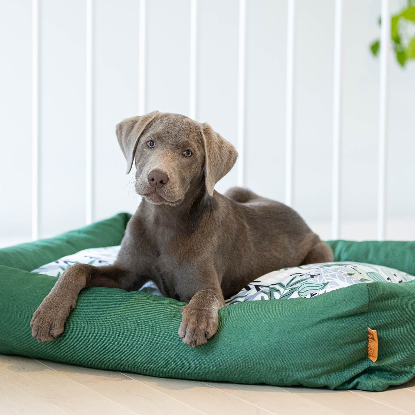 Memory foam pet bed with padded sides, tropical green