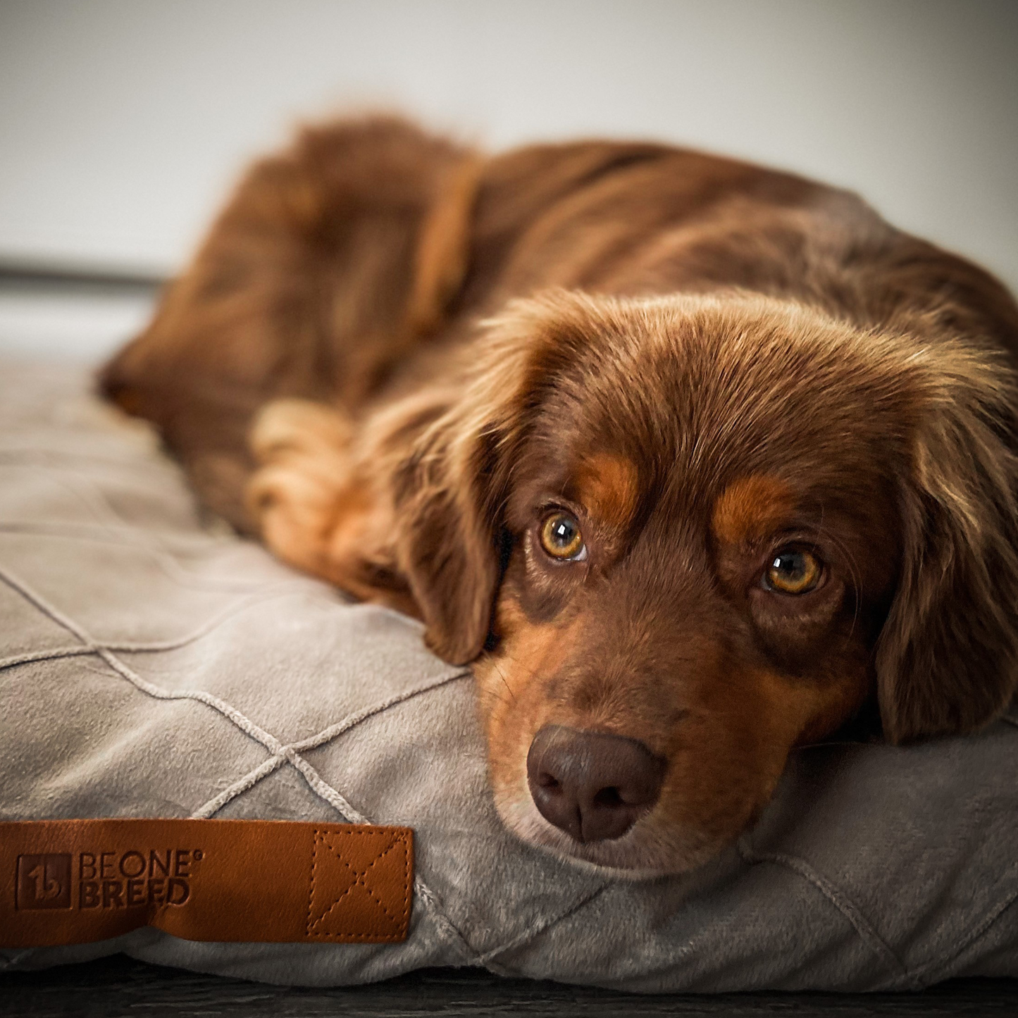 Memory foam pet bed, gray style