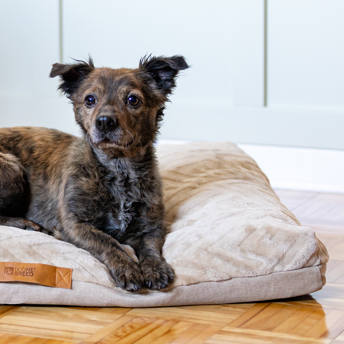 Homestore and top more dog beds