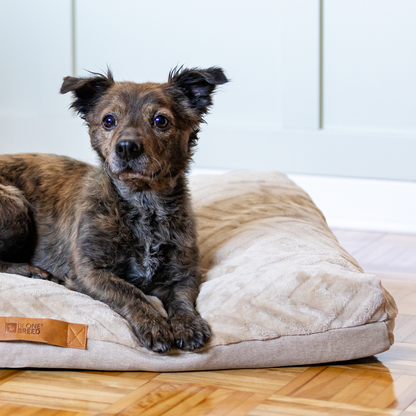 Memory foam pet bed, beige style