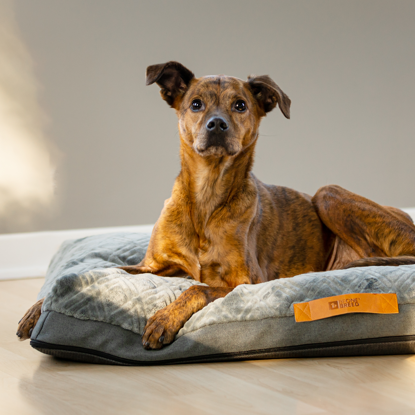 Memory foam pet bed, steal gray style