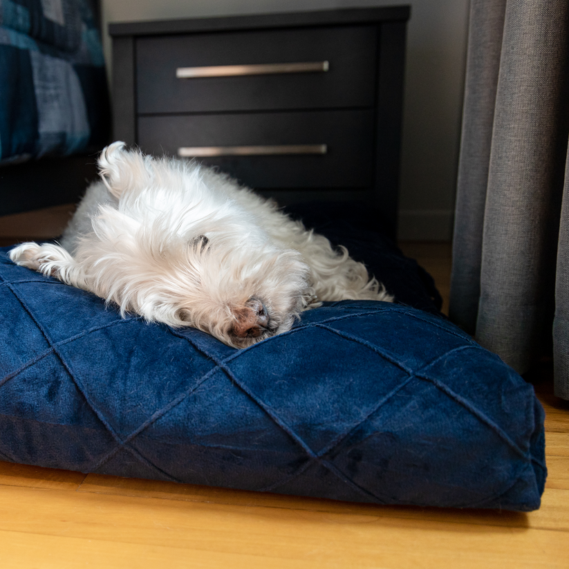 Memory foam sky pet bed 2 sizes BeOneBreed
