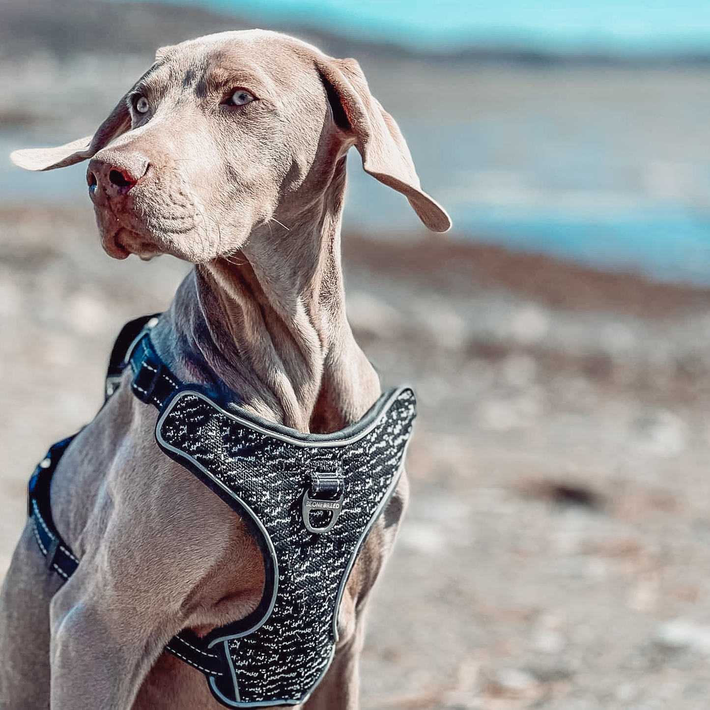 Ceinture de sécurité chien avec harnais 110cm