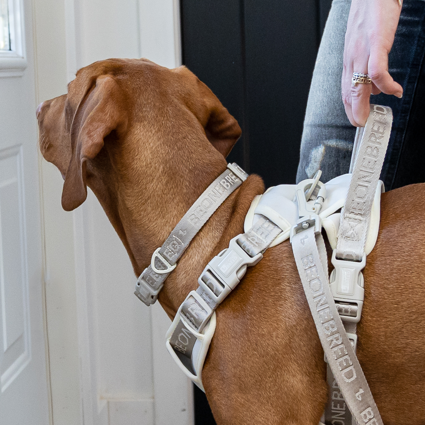 Neoprene padded dog collar BeOneBreed