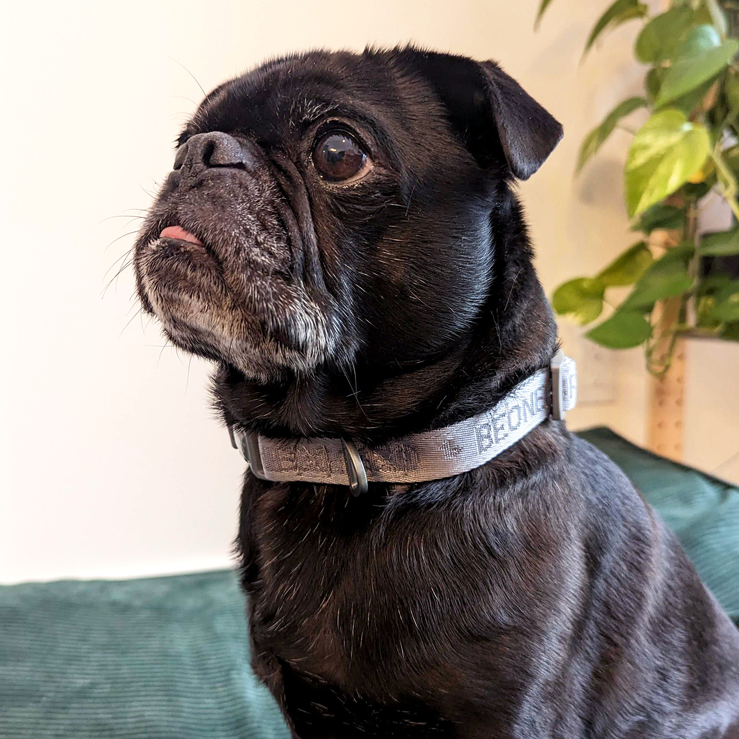 Neoprene padded dog collar BeOneBreed