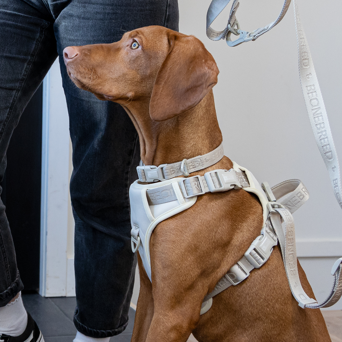 Neoprene and nylon dog harness, beige