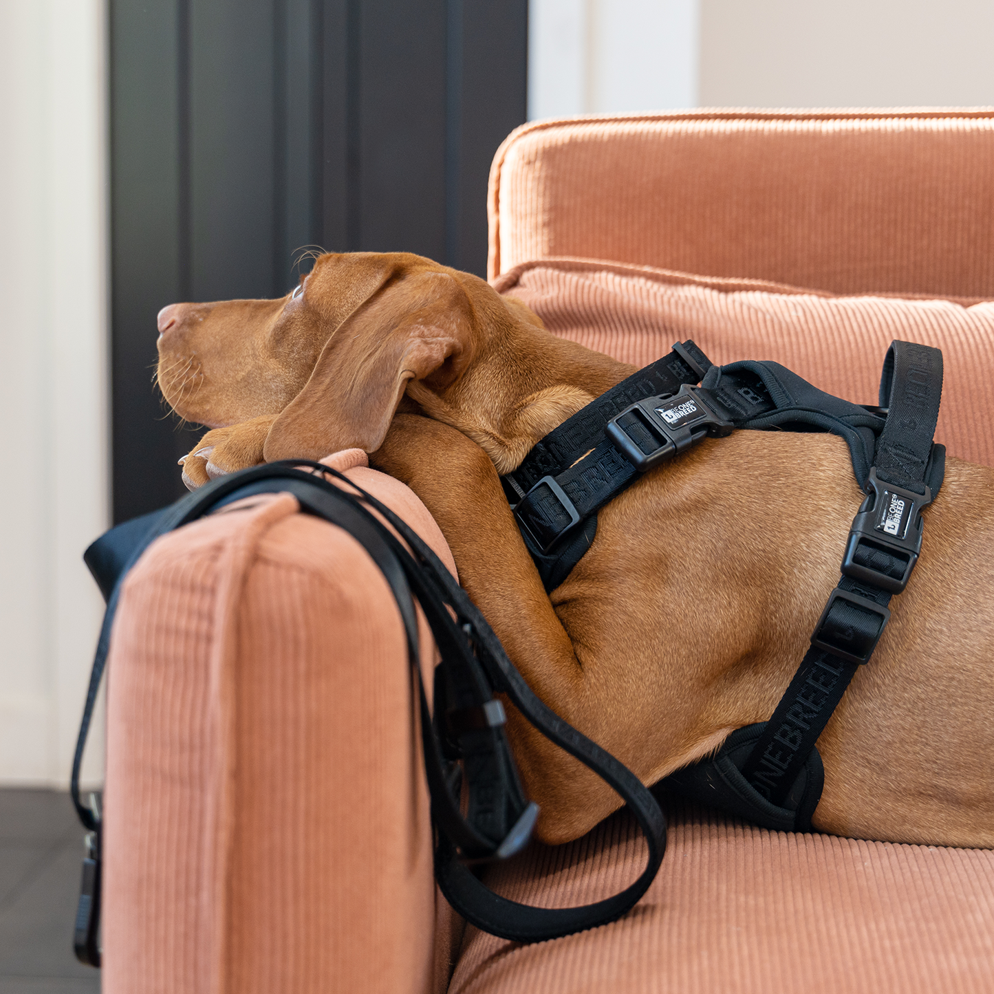 Neoprene and nylon dog harness, black