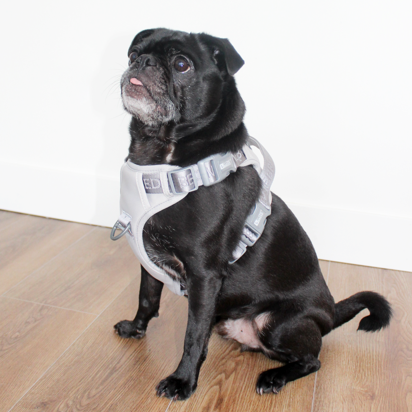 Cushioned hot sale dog harness