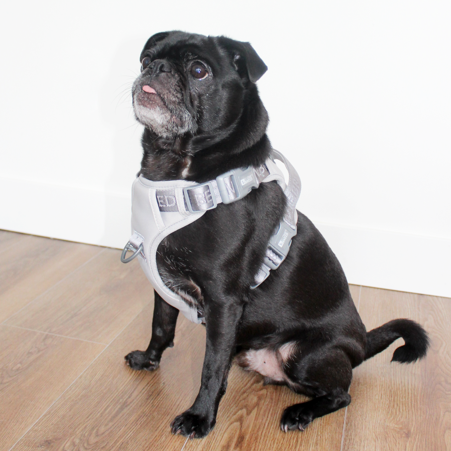 Neoprene and nylon dog harness, gray
