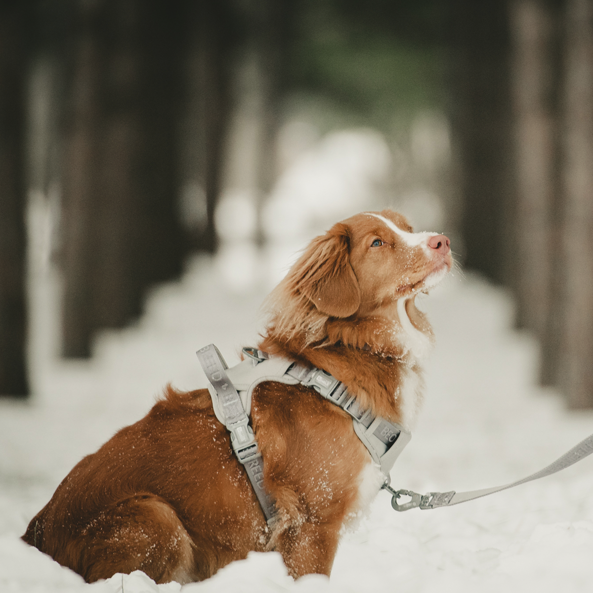 Neoprene padded dog harness BeOneBreed