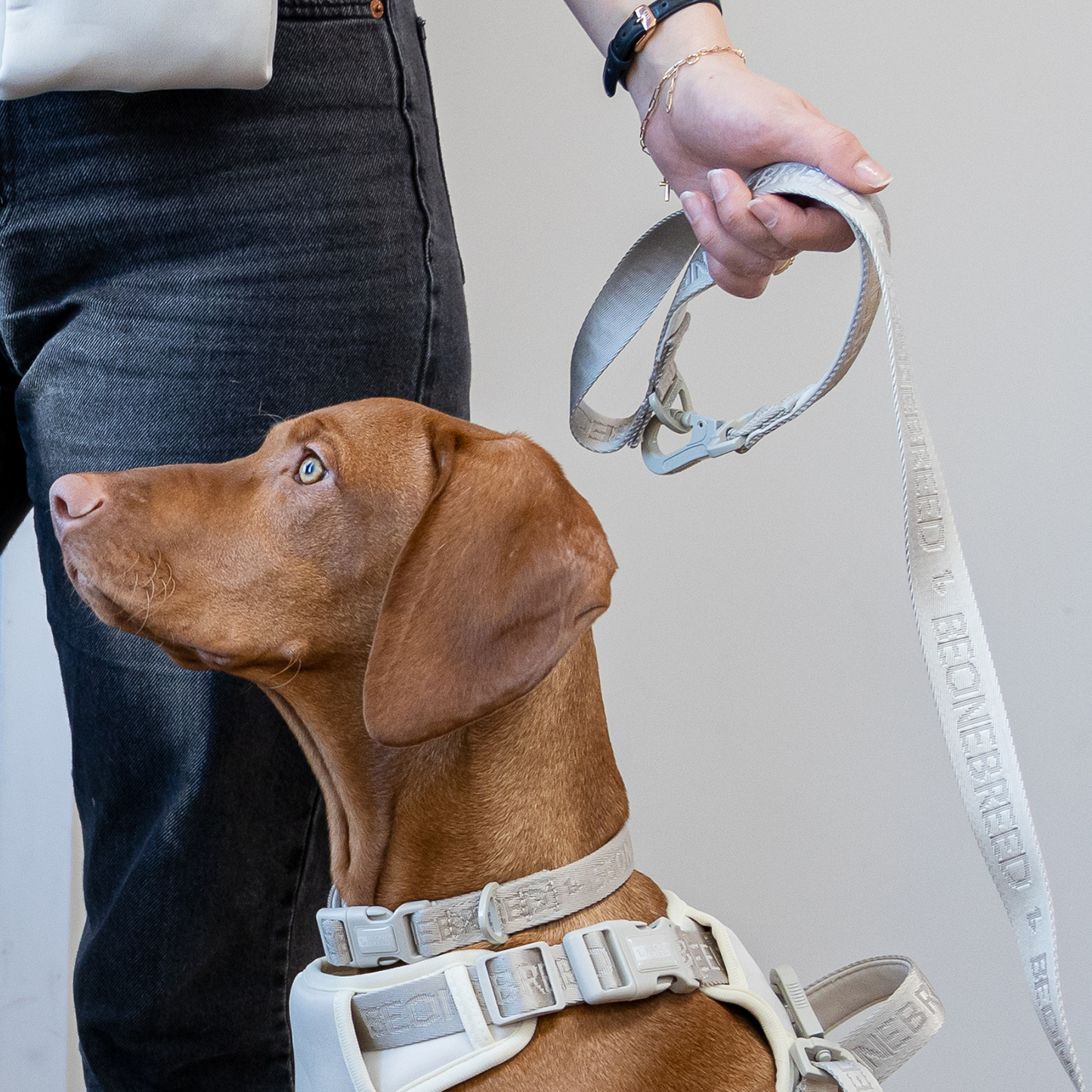 Nylon dog hot sale harness