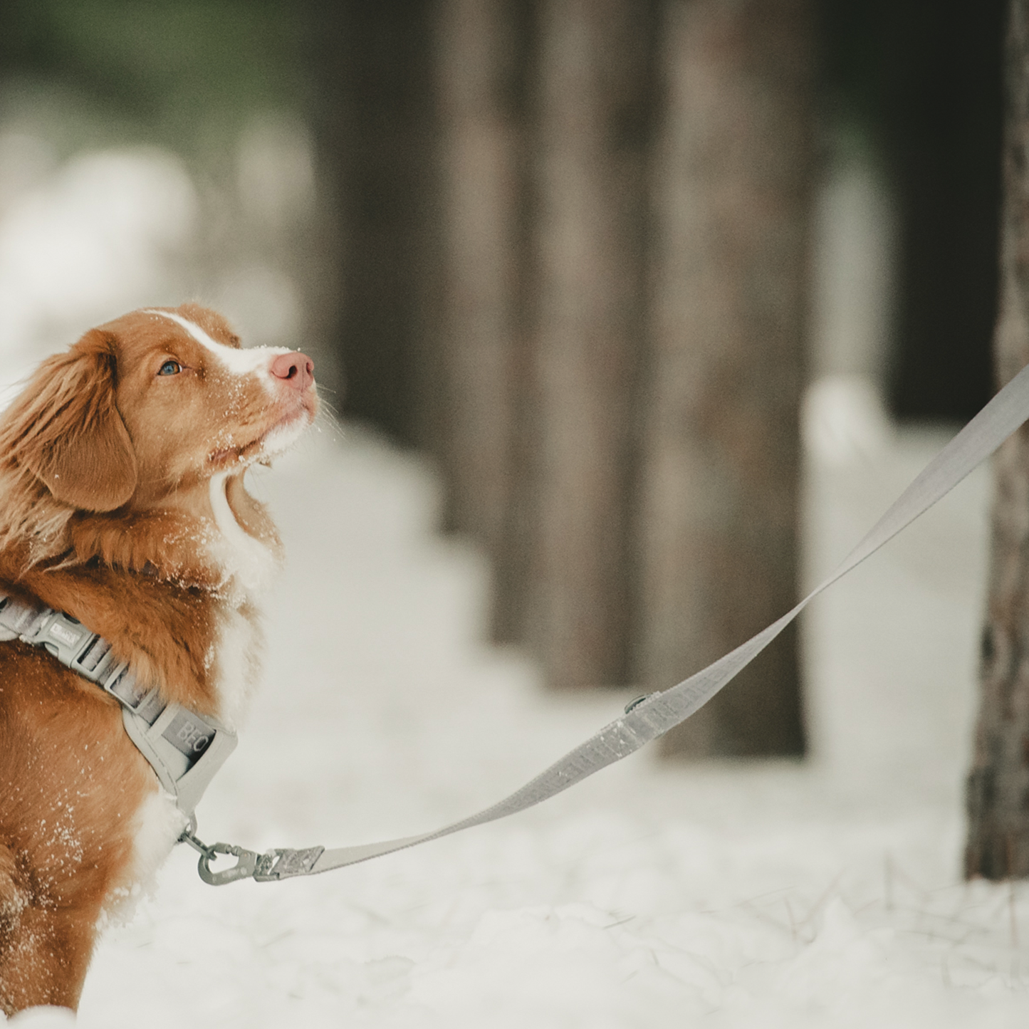 Long dog leash 2024 canada