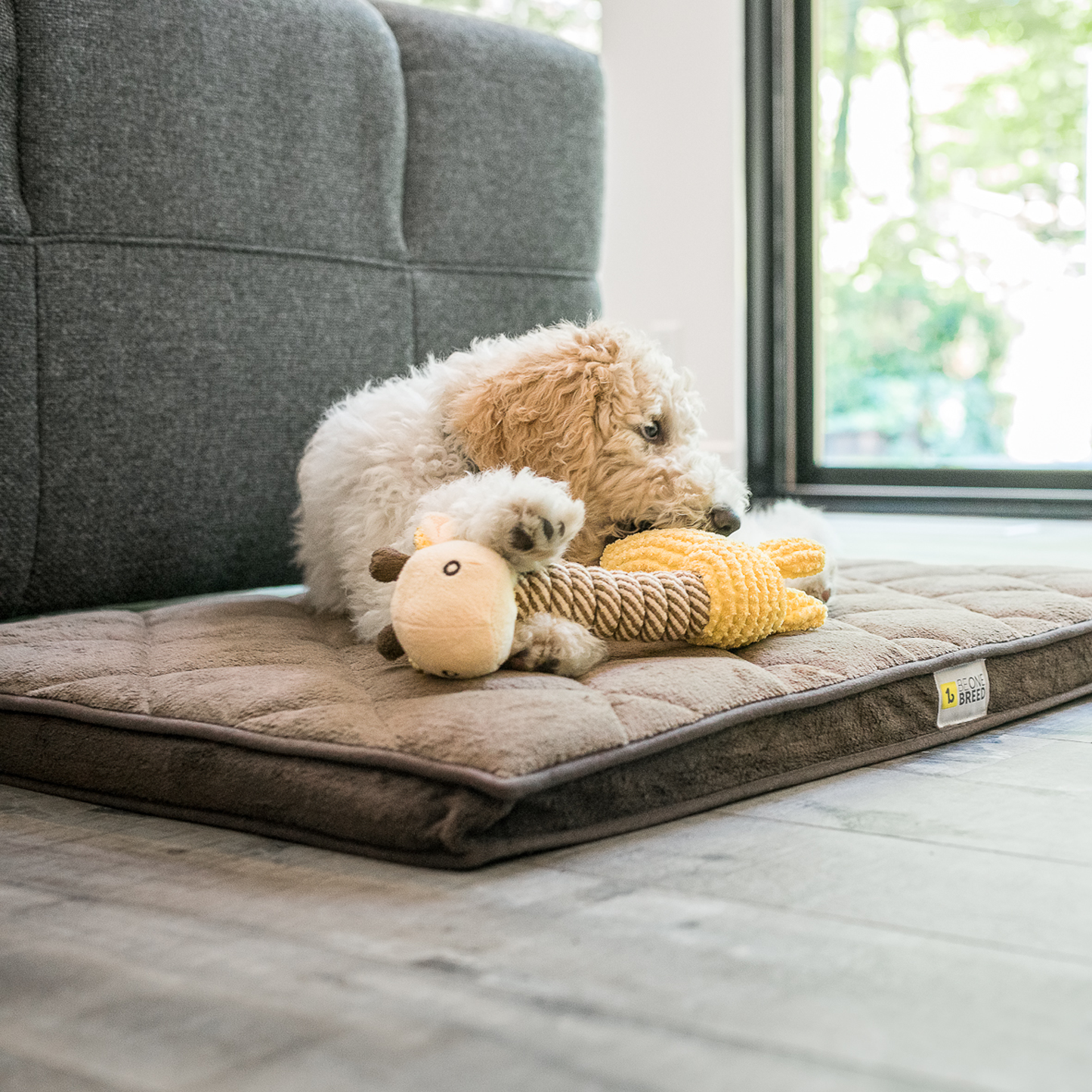 Dog beds 2024 b and m