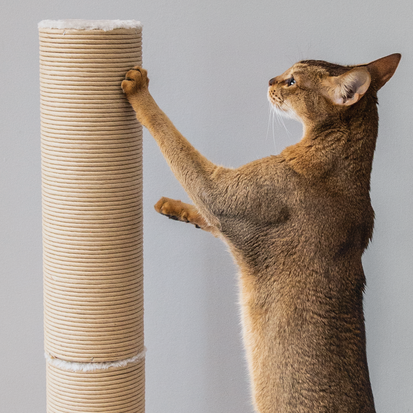 Paper rope cat scratching post BeOneBreed