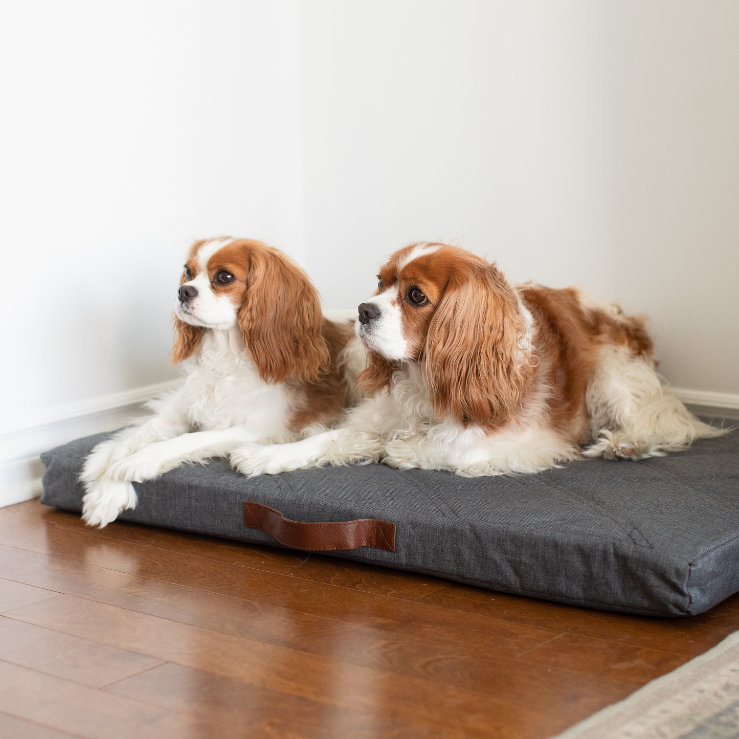 Lit Rafraîchissant Pour Chien 90x90 Cm - Couverture Lavable, Antidérapante, Pour Chien Petit/moyen - 10