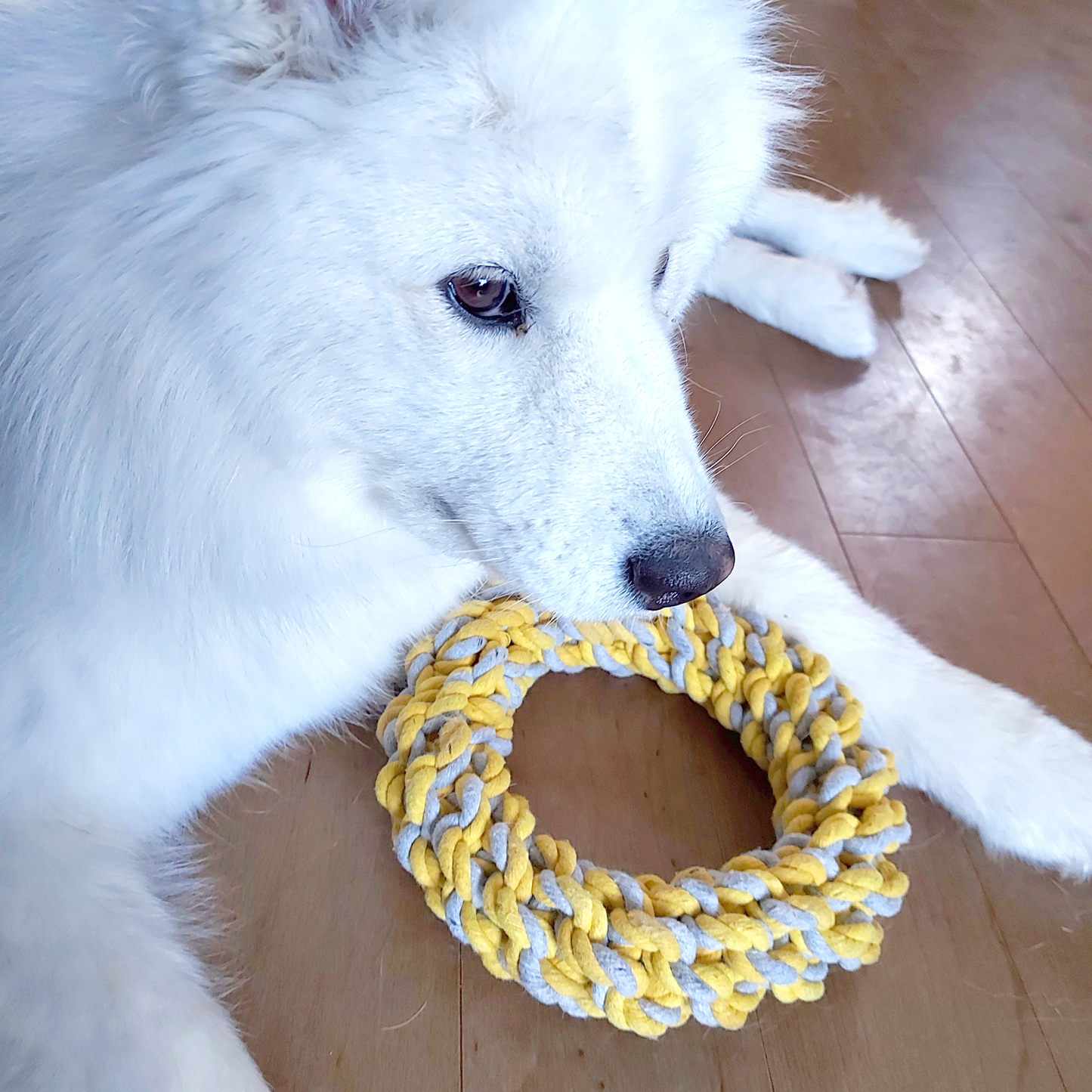 Rope ring dog toy
