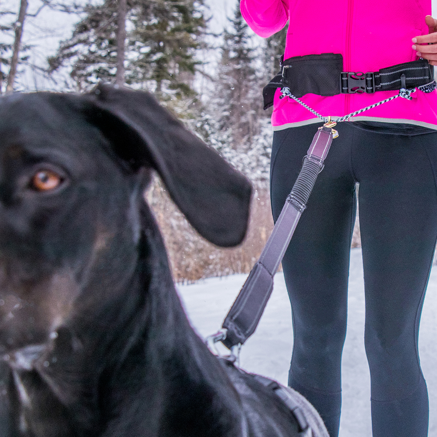 Running dog best sale lead