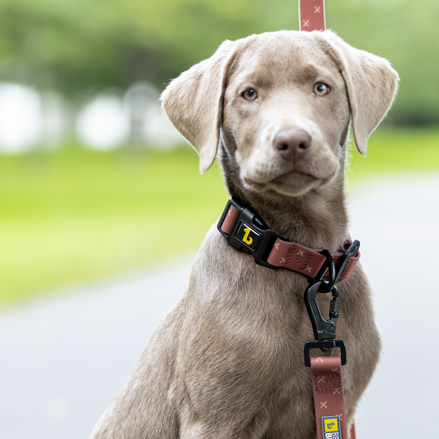 Odour proof silicone dog collar BeOneBreed