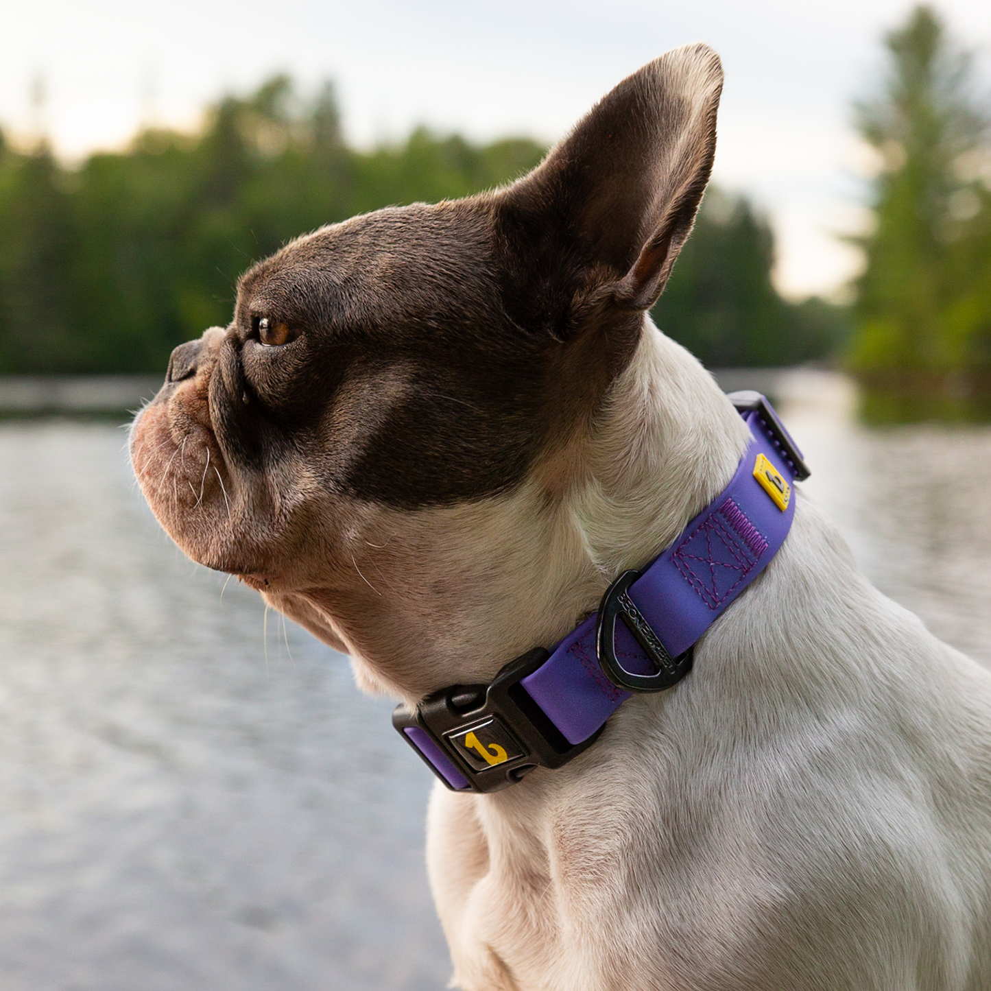 Silicone collar for dog, very peri style